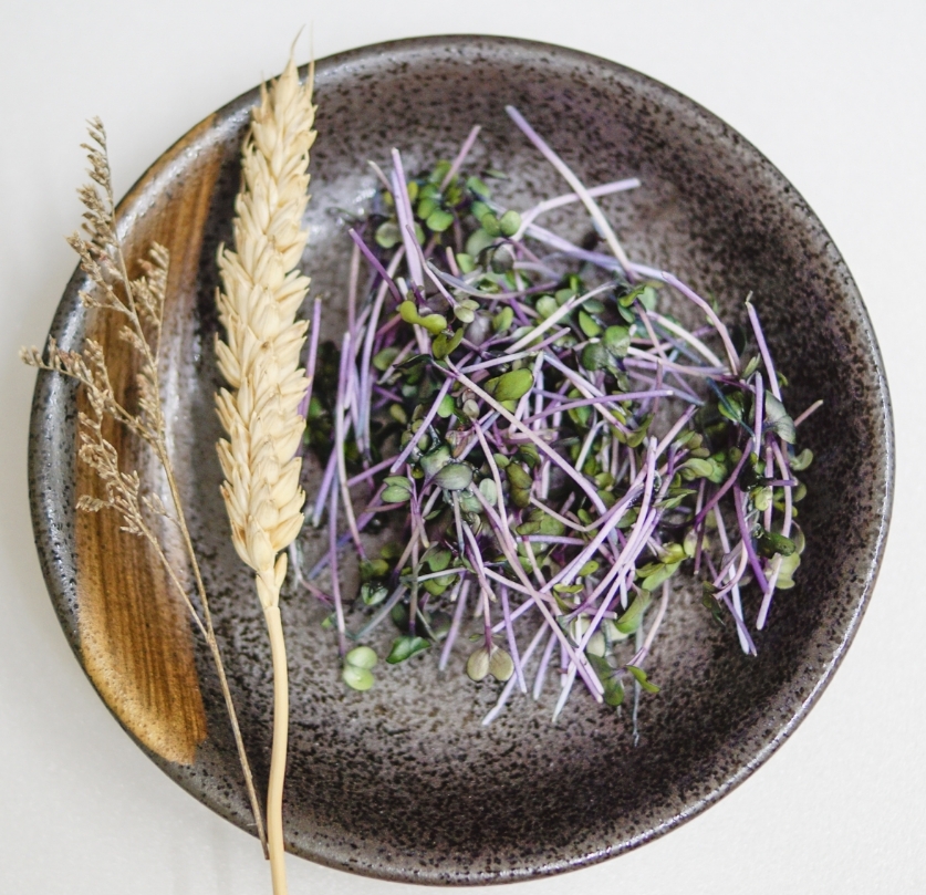 紫高麗菜苗功效|紫高麗菜芽抗胃炎食物第一名 哪裡買 1 紫高麗菜苗功效